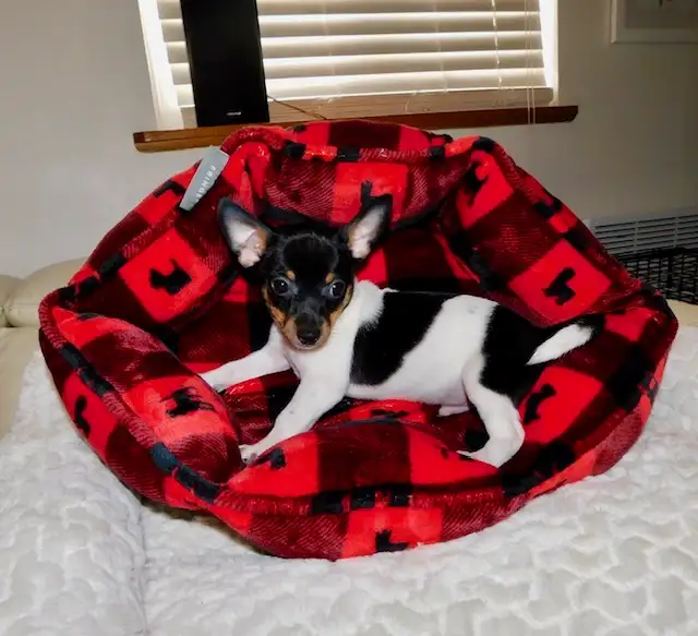Chiotschihuahua male de 2 mois1/2 in Dogs & Puppies for Rehoming in City of Montréal - Image 11