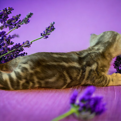 Tica Registered Bengal Kitten 