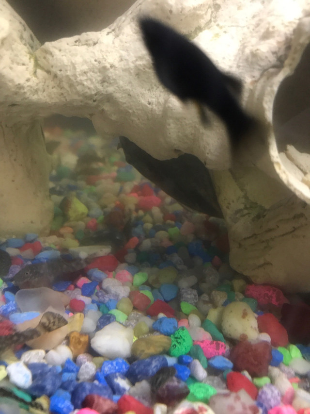 Adult Plecos  in Fish for Rehoming in Woodstock