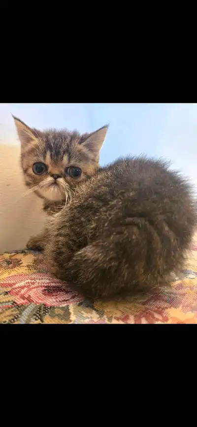 Brown tabby Exotic shorthair kitten, View more