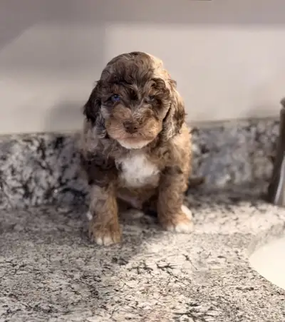 Miniature  cockapoo puppies, View more