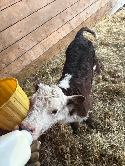 bottle calf, View more