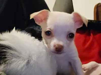 Chihuahua Puppies, View more