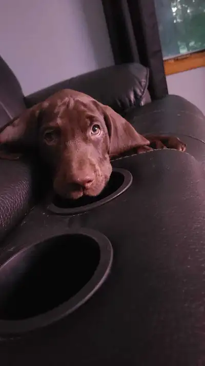 German shorthaired pointer puppies (gsp), View more
