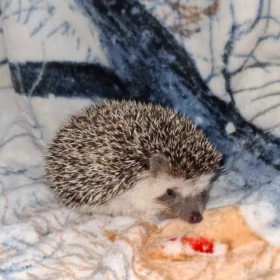 Male Hedgehog, baby around 10 weeks old, View more