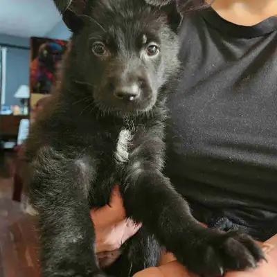 Black German Shepherd puppies, View more