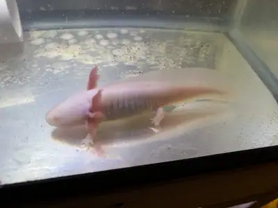 Part of the group of Axolotls I was going to keep for my self from my last egg group but I have chan...