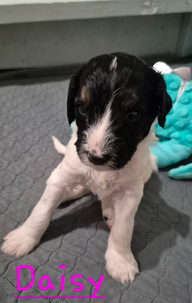 Stunning Bernedoodle Puppies  Waitlist now open in Dogs & Puppies for Rehoming in Red Deer - Image 2