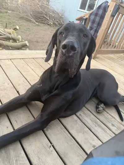 Male Great Dane (1.5 years), View more