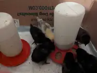 10 day old chicks available 