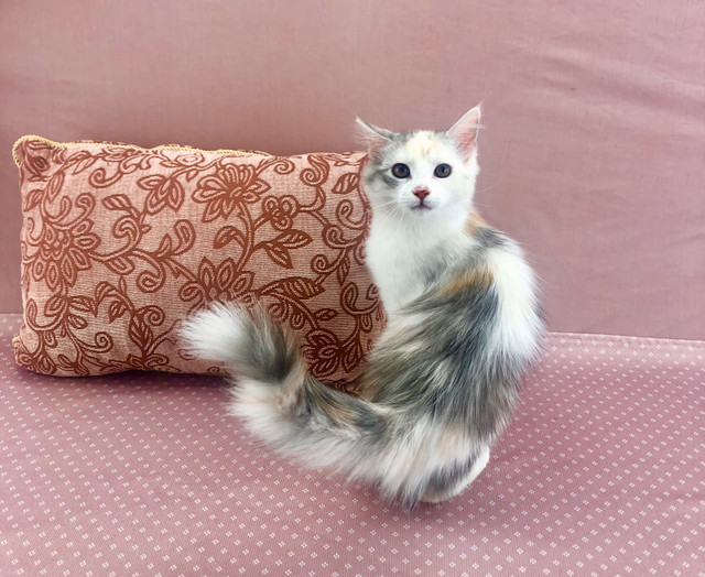 Maine Coon Female - Mostly White Calico in Cats & Kittens for Rehoming in Oshawa / Durham Region
