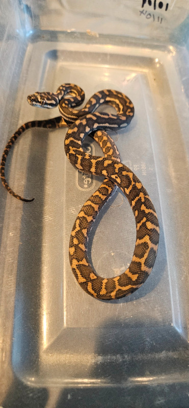 Baby Jag and Coastal Carpet Pythons in Reptiles & Amphibians for Rehoming in Ottawa - Image 2