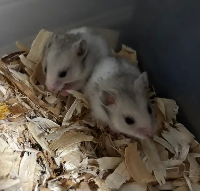 Baby Hamsters in Small Animals for Rehoming in St. Catharines - Image 8