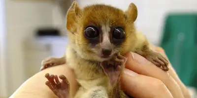 Exotic animals help/ soins aux animaux exotiques, View more