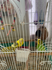 2 budgies with cage and food