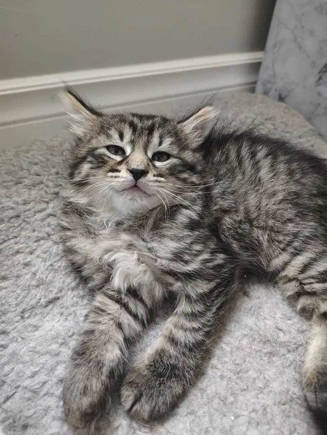 5 Kittens Long hair in Cats & Kittens for Rehoming in Chatham-Kent - Image 4