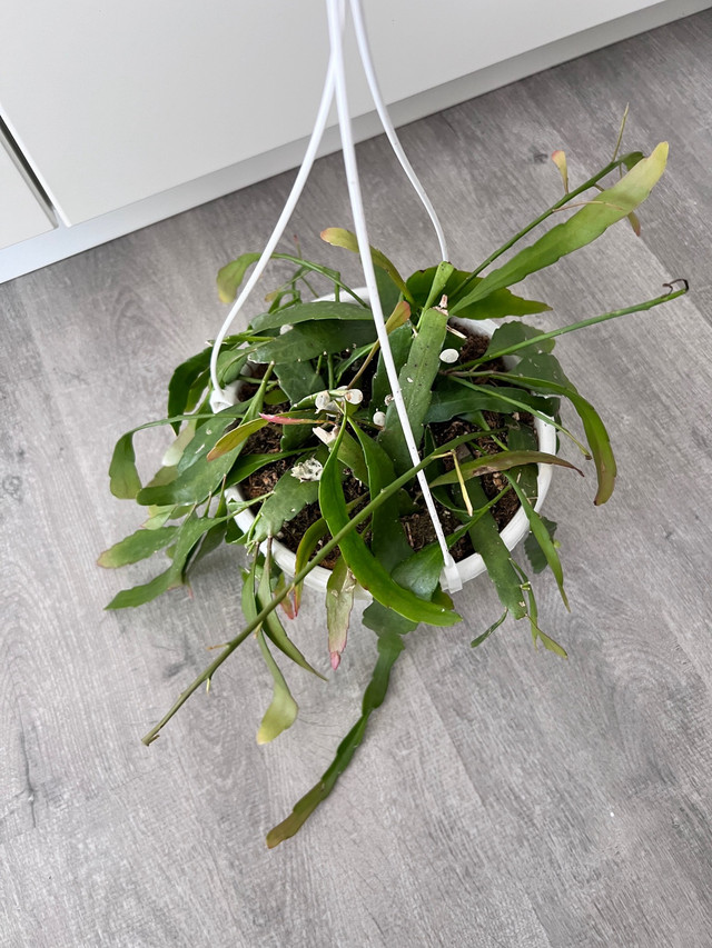 Healthy plant - mistletoe cactus red  in Plants, Fertilizer & Soil in Saskatoon - Image 3