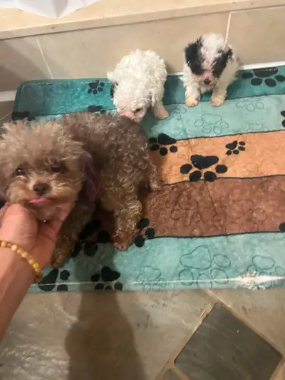 Super tiny adorable toy poodle puppies, View more