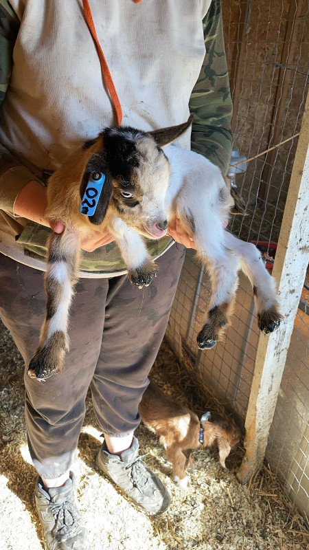 Male goat kids alpine boer in Livestock in Regina