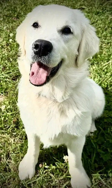 English Cream Golden Retriever in Dogs & Puppies for Rehoming in Oakville / Halton Region - Image 2