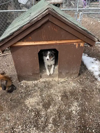 Large dog house, 42”x 42”x 45”. Can deliver if your in Kelowna.