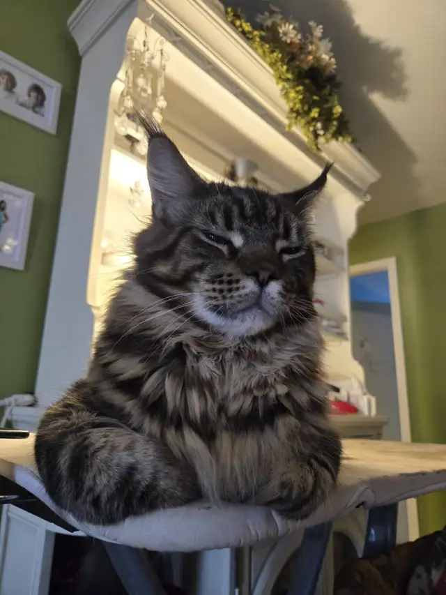 MAINE COON KITCHENS in Cats & Kittens for Rehoming in City of Montréal - Image 9