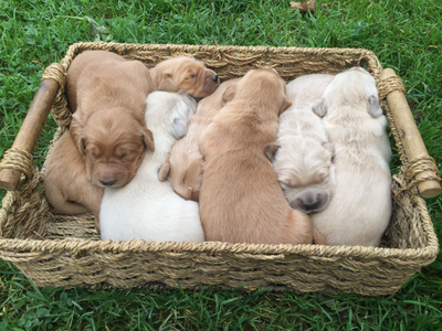 Golden Retriever Puppies, View more