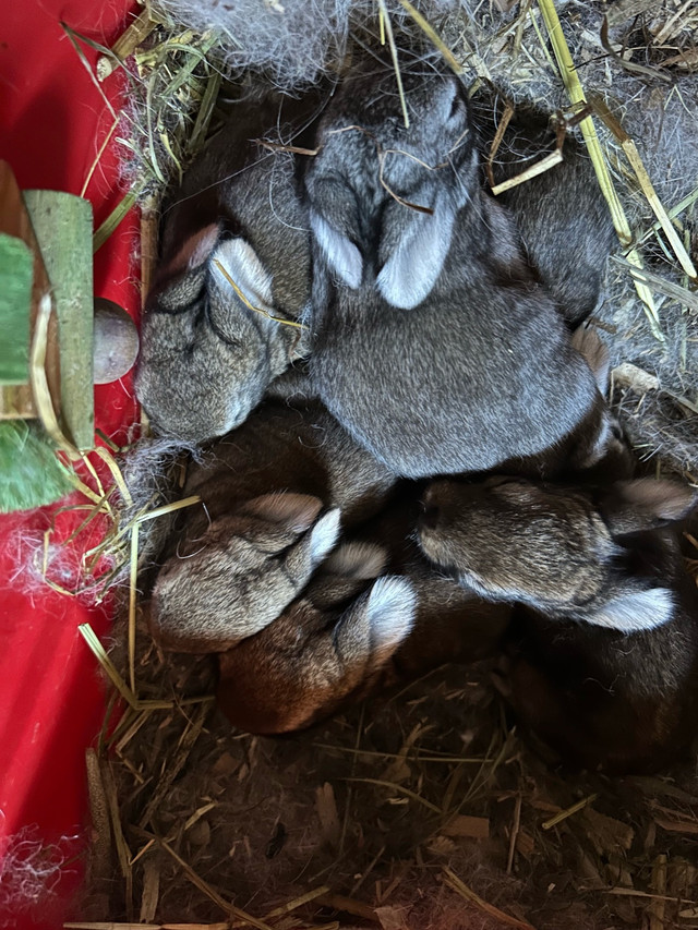 BUNNY!!! in Small Animals for Rehoming in Oakville / Halton Region - Image 4