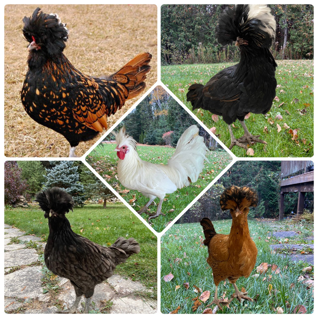 Weekly Polish Chickens baby chicks Pullets Hens Roosters in Livestock in Oakville / Halton Region - Image 3