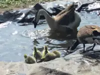 Chinese geese goslings