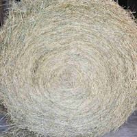 First cut 4x5 horse hay