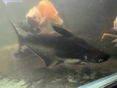 25” iridescent Shark , View more