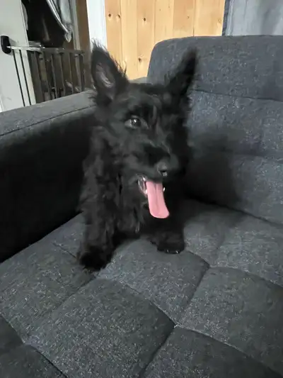 Scottish Terrier Puppies, View more