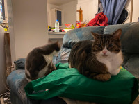 *GIVEN* Two male cats 6 year old brothers to rehome