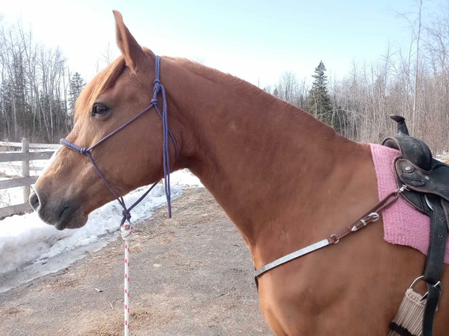 Beautiful Canadian mare looking for partboarder  in Horses & Ponies for Rehoming in Renfrew - Image 3