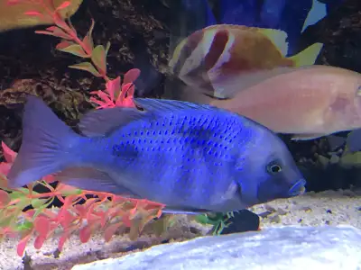 Dauphin moori deux de 4 po et demi dépassé et reste 8 dauphin de, View more