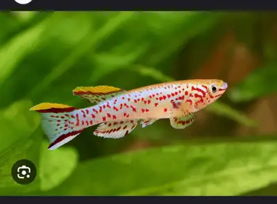 Killifish (WANTED) , View more