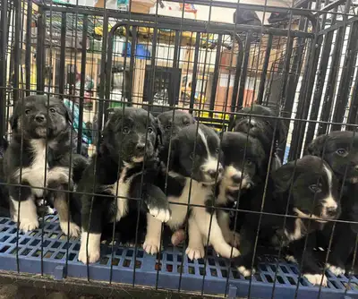 Border Collie x Golden Retriever Puppies – 9 Available, View more