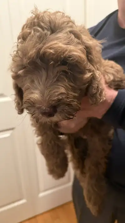 puppies for sale, View more