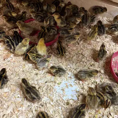 Jumbo Coturnix Quail Chicks, View more