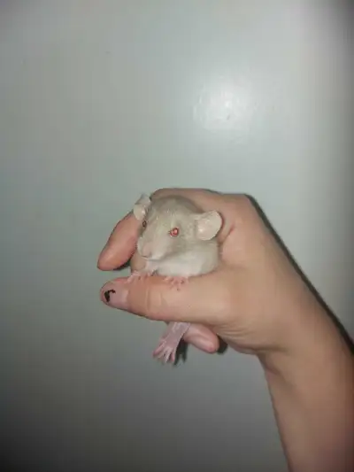 (2/$30) Baby Female Rats, View more