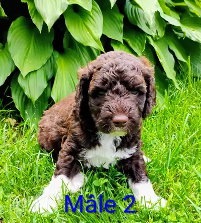 English follow - PUPPIES CAN BE VISITED IN MONTREAL Il est venu le temps de réserver votre petit cœu...