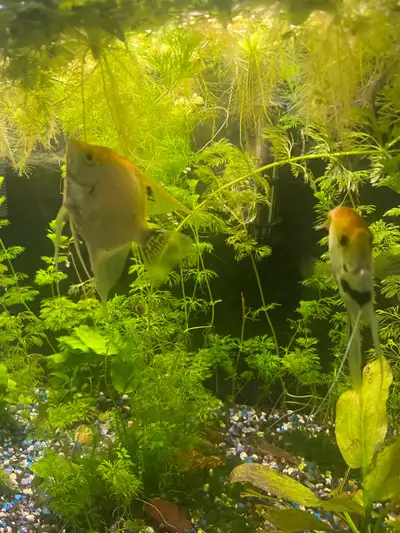 2 Adult angelfish , View more