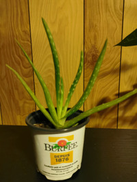 Small Aloe Vera plants