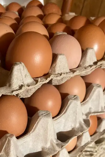 Fresh Eggs!!, View more
