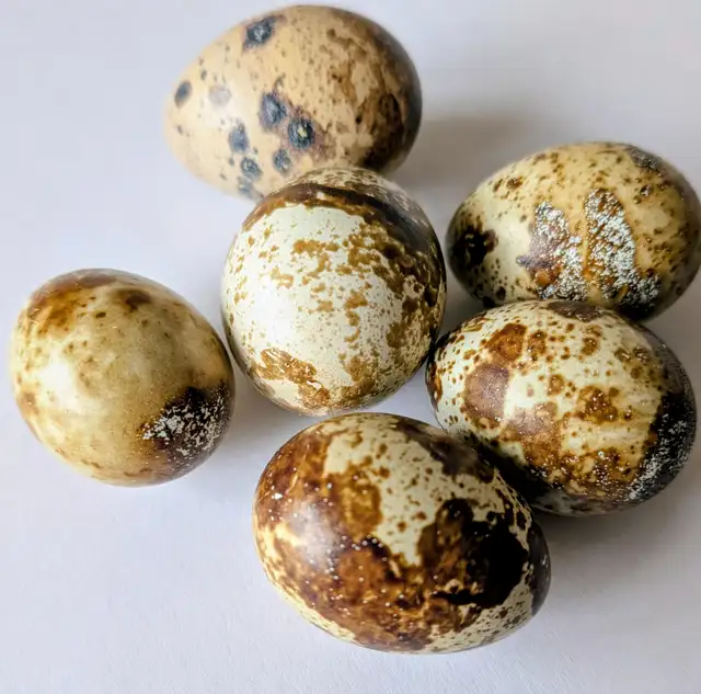 Quail Eggs482655267738757121
