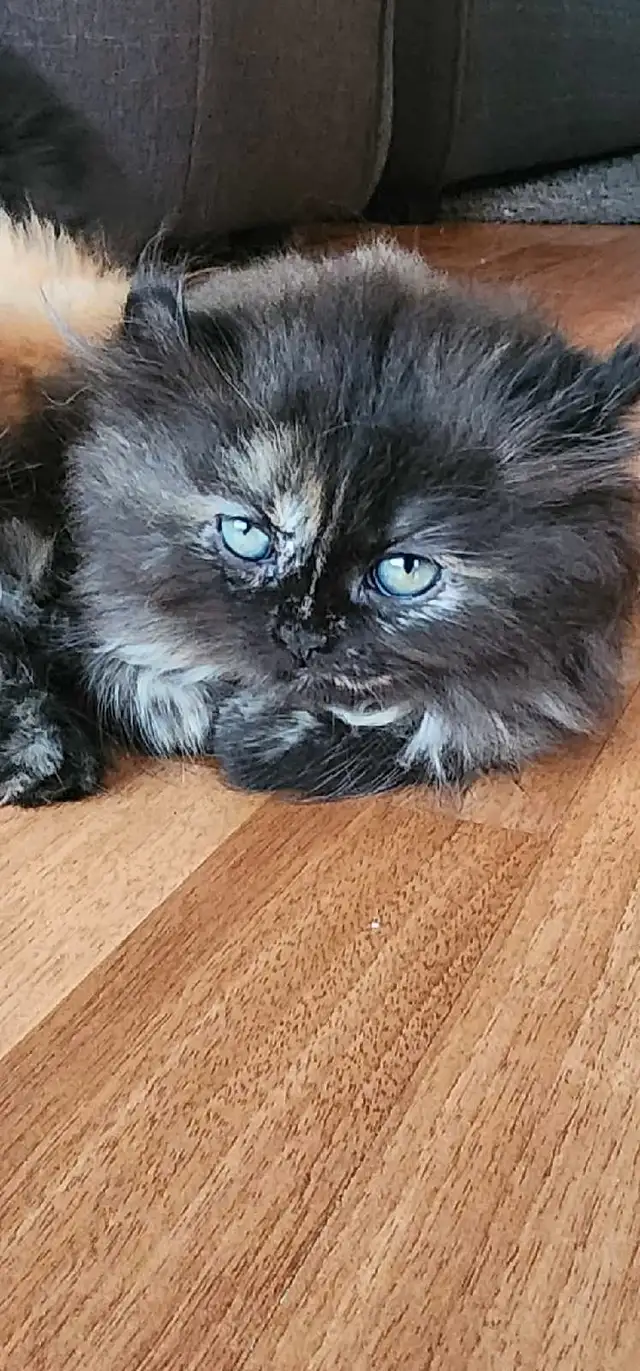 châton highland lynx in Cats & Kittens for Rehoming in Québec City - Image 2