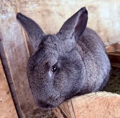 Looking for a rabbit that doubles as a small footstool? Meet Travis. A Flemish Giant x Continental G...