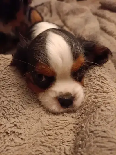 I have 1 adorable tricolor Cavalier boy available. He is 12 weeks old and has his first and second s...