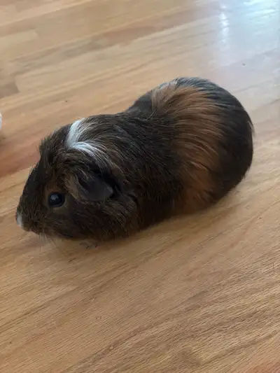 Loving Pair of Guinea Pigs Looking for a New Home (Free Rehome), View more